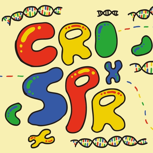 DBC/NORM Crispr 33cl